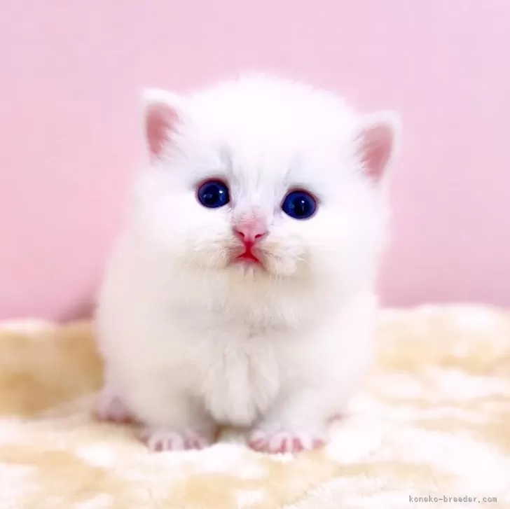 A 様のお迎えした子猫