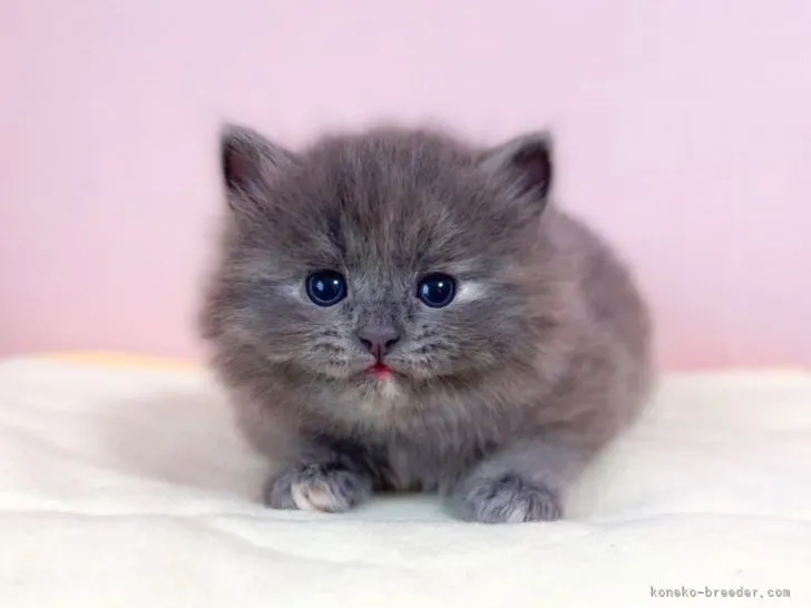 ID:2205-00676の子猫