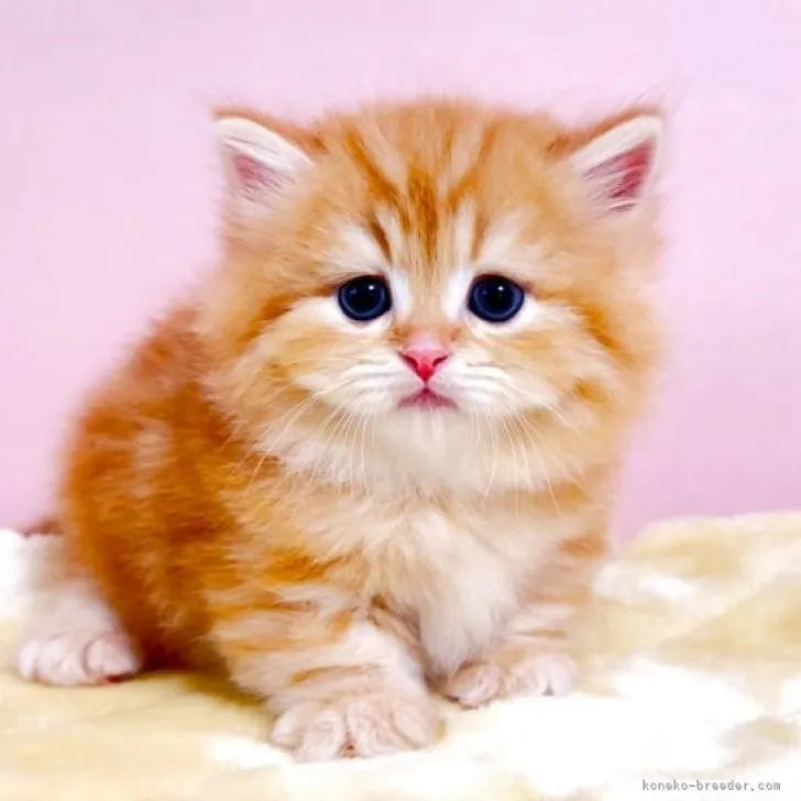 ID:2303-02199の子猫
