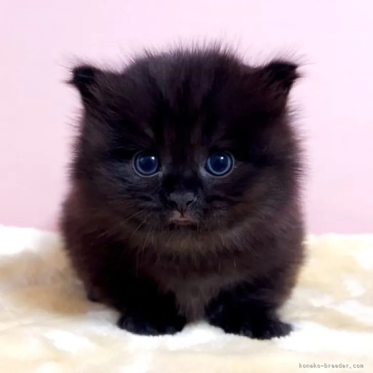 ID：2304-00735の子猫