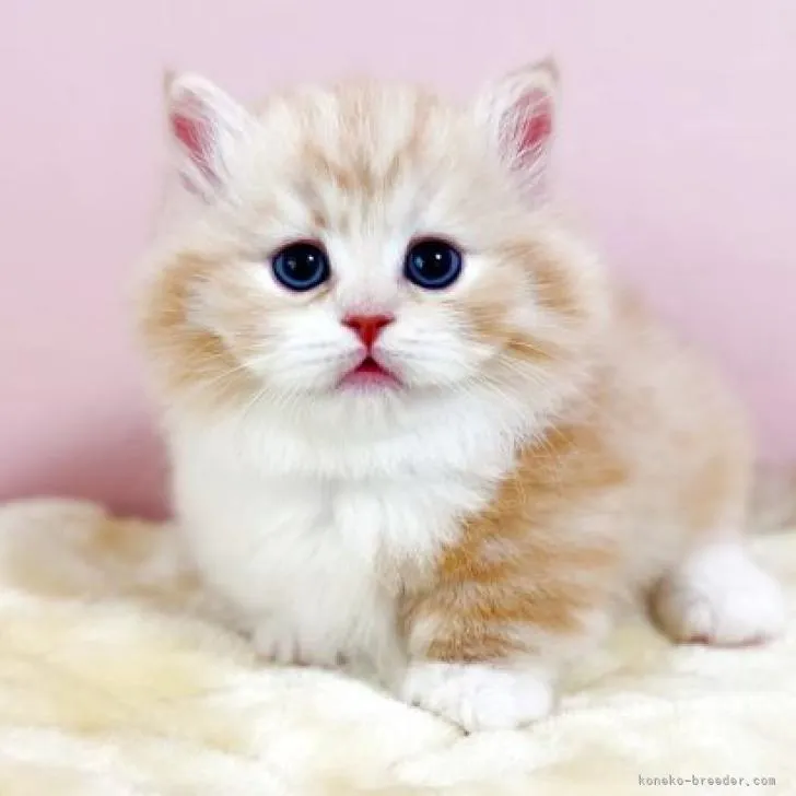 ID：2206-03392の子猫