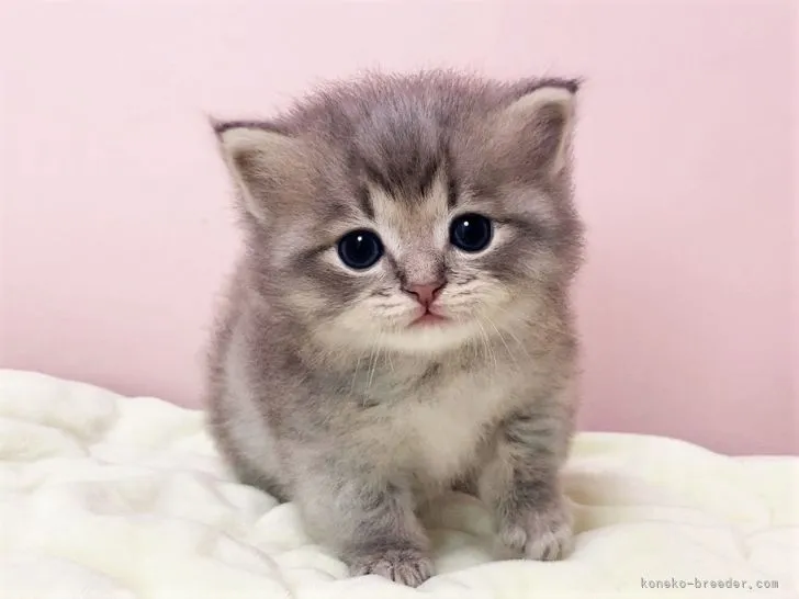 ID:2110-01889の子猫