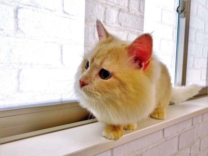 マンチカン【・男の子・2020年11月29日・クリームタビー】