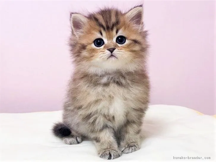 ID：2109-01104の子猫