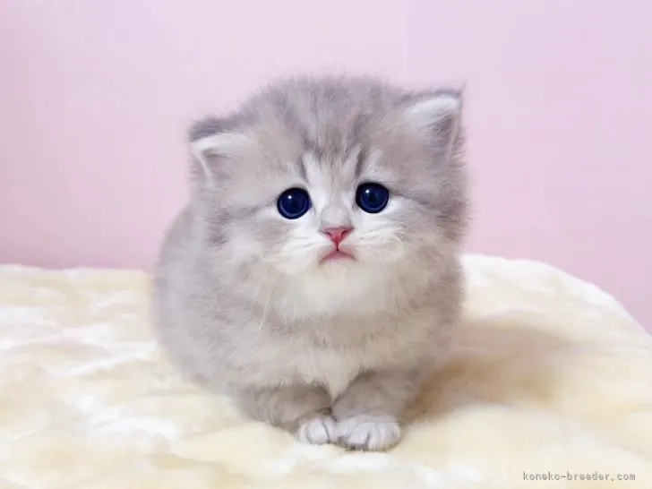 ID：2203-01596の子猫