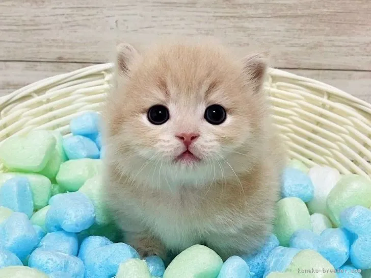 ID：2106-01407の子猫