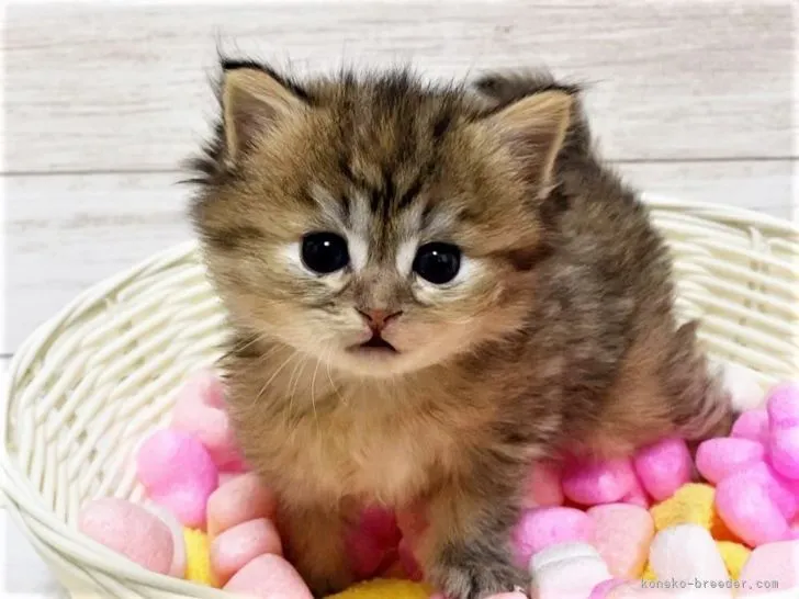 ID:2104-01202の子猫