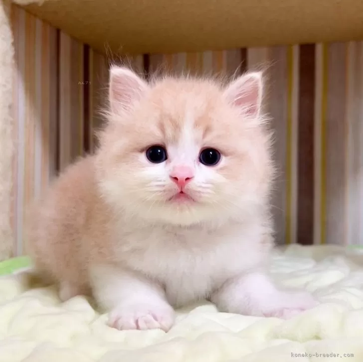 ID：2406-02096の子猫