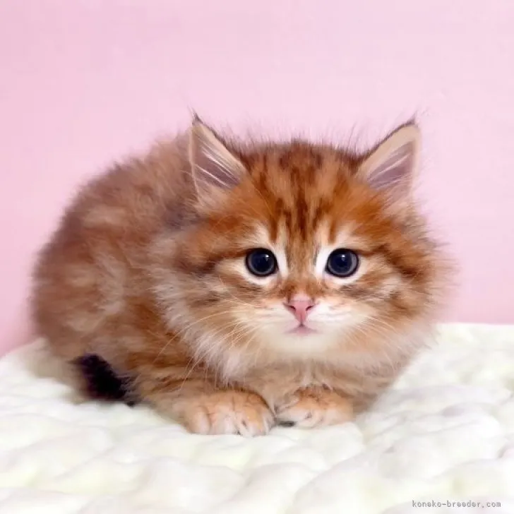 ID：2309-02407の子猫