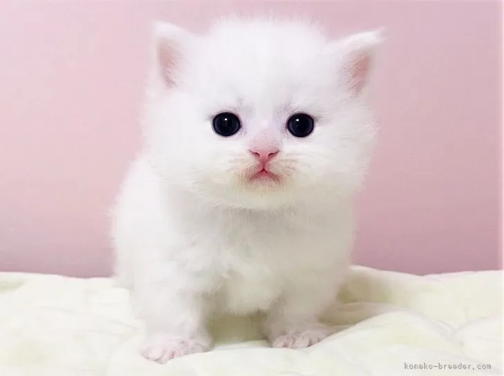ID:2110-01864の子猫