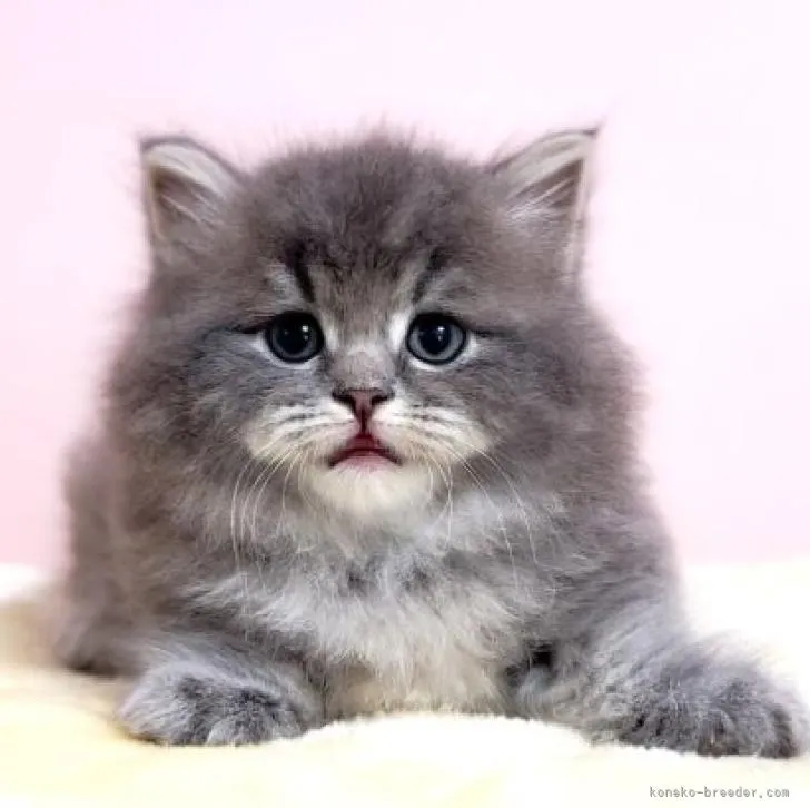 ID:2210-00640の子猫