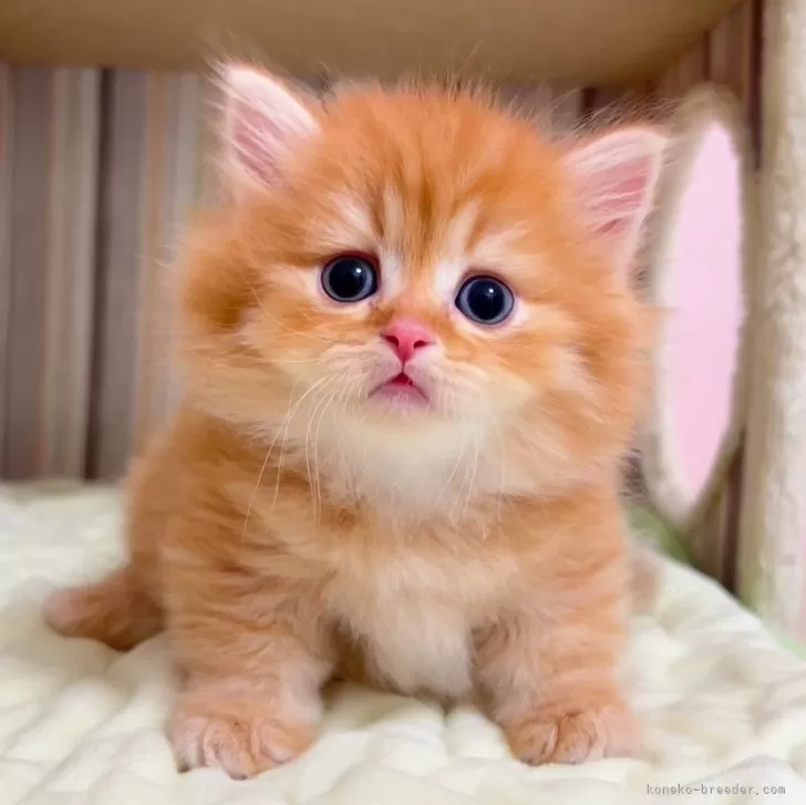 おまさ 様のお迎えした子猫