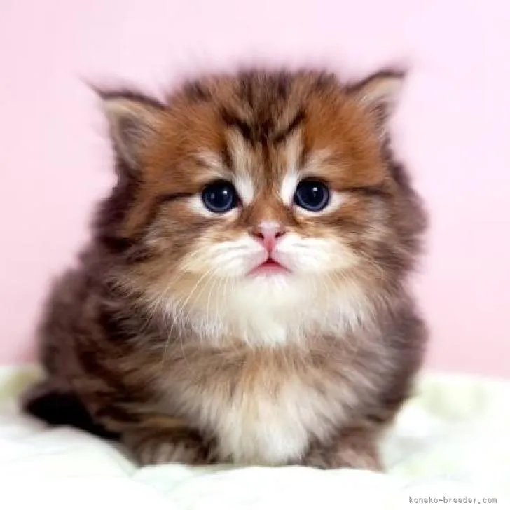 ID:2210-00932の子猫