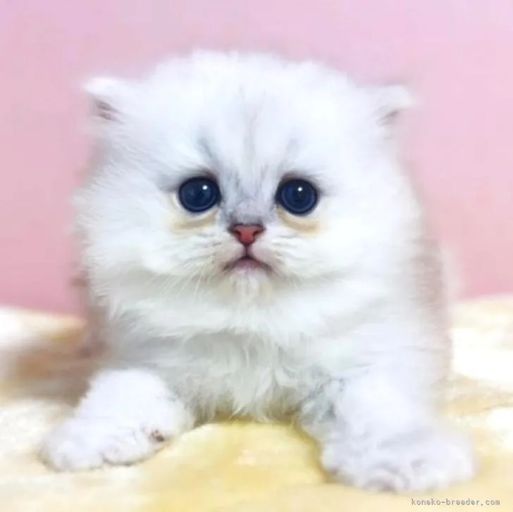 ID:2205-02518の子猫