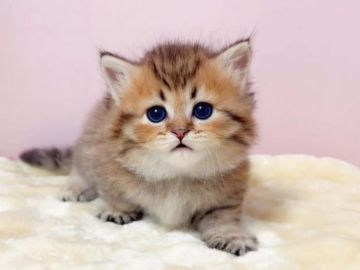 ミヌエット【千葉県・男の子・2022年3月8日・チンチラゴールデン（長毛（ロング））】の写真「【短足】両親遺伝子検査クリア★」