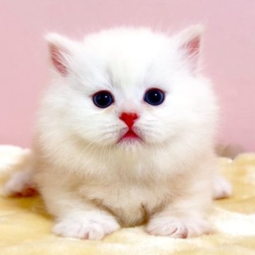 ミヌエット【千葉県・男の子・2023年3月7日・クリームタビーホワイト（長毛（ロング））】の写真「短足ミヌエットちゃんです♥両親遺伝子検査済み」