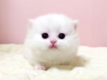 ミヌエット【千葉県・女の子・2022年3月22日・ホワイト（長毛（ロング））】の写真「短足の白猫ミヌエットちゃんです♥両親遺伝子検査済み」