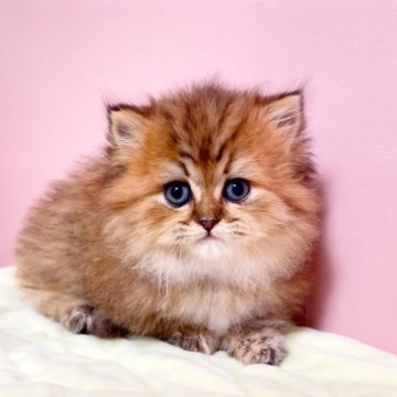 ミヌエット(短足)【千葉県・女の子・2023年10月15日・チンチラゴールデン（長毛（ロング））】の写真「♥短足ミヌエットちゃんです♥両親遺伝子検査済み♥」