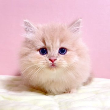 マンチカン(短足)【千葉県・男の子・2023年10月15日・クリームタビー（長毛（ロング））】の写真「♥短足マンチカンちゃんです♥両親遺伝子検査済み♥」