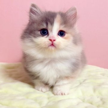 マンチカン(短足)【千葉県・女の子・2023年10月15日・ダイリュートキャリコ（長毛（ロング））】の写真「♥短足マンチカンちゃんです♥両親遺伝子検査済み♥」