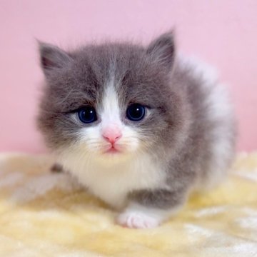 マンチカン(短足)【千葉県・男の子・2024年3月2日・ブルー&ホワイト（長毛（ロング））】の写真「八割れ短足マンチカンちゃんです♥両親遺伝子検査済み」