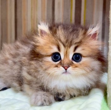 ミヌエット(短足)【千葉県・女の子・2024年3月31日・チンチラゴールデン（長毛（ロング））】の写真「短足ミヌエットちゃん♥両親遺伝子検査済み♥」