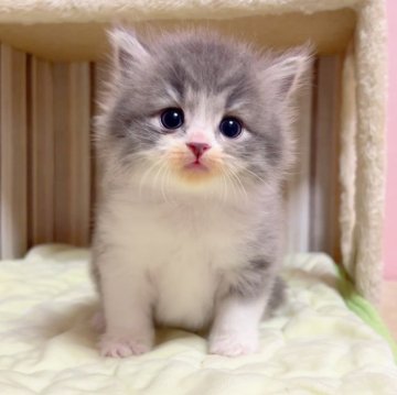 マンチカン(長足)【千葉県・男の子・2024年5月28日・ブルータビーホワイト（長毛（ロング））】の写真「♥両親遺伝子検査済み♥」