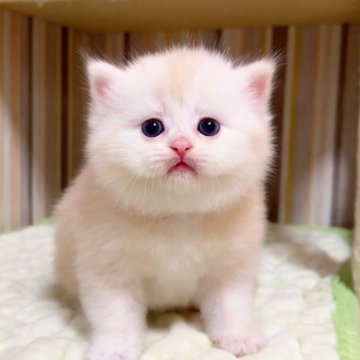 マンチカン【千葉県・男の子・2024年10月8日・クリームタビー（長毛（ロング））】の写真「♥両親遺伝子検査済み♥」