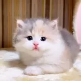 マンチカン(長足)【千葉県・女の子・2024年10月15日・ダイリュートキャリコ】の写真1