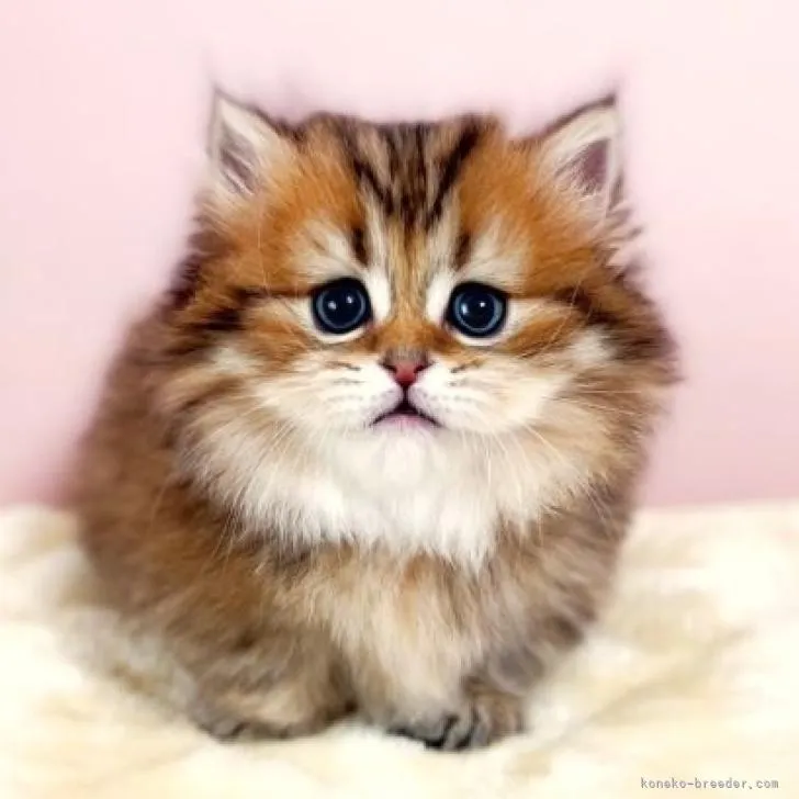 ID:2206-03394の子猫