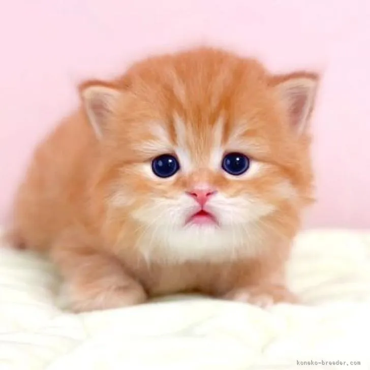 ID:2206-01761の子猫