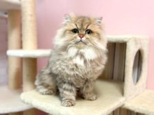 ペルシャ【・女の子・2020年3月30日・チンチラゴールデン】