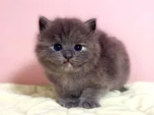 マンチカン(長足)【千葉県・女の子・2022年4月19日・ブルーパッチドタビー】の写真2「5/22撮影」