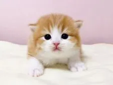 ミヌエット【千葉県・男の子・2021年11月9日・レッドタビーホワイト】の写真3「11/28 撮影」