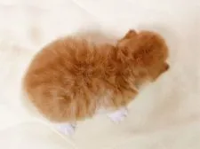 ミヌエット【千葉県・男の子・2021年11月9日・レッドタビーホワイト】の写真4