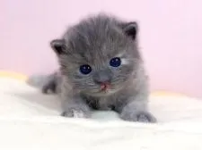 マンチカン(長足)【千葉県・女の子・2022年4月19日・ブルーパッチドタビー】の写真4「5/12撮影」