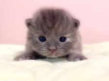 マンチカン(長足)【千葉県・女の子・2022年4月19日・ブルーパッチドタビー】の写真5「5/9撮影」