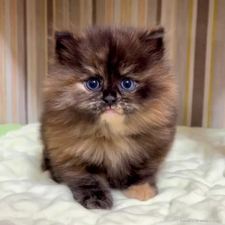 ID：2412-02418の子猫