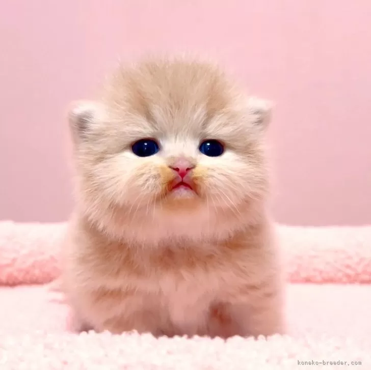 ID:2503-01660の子猫