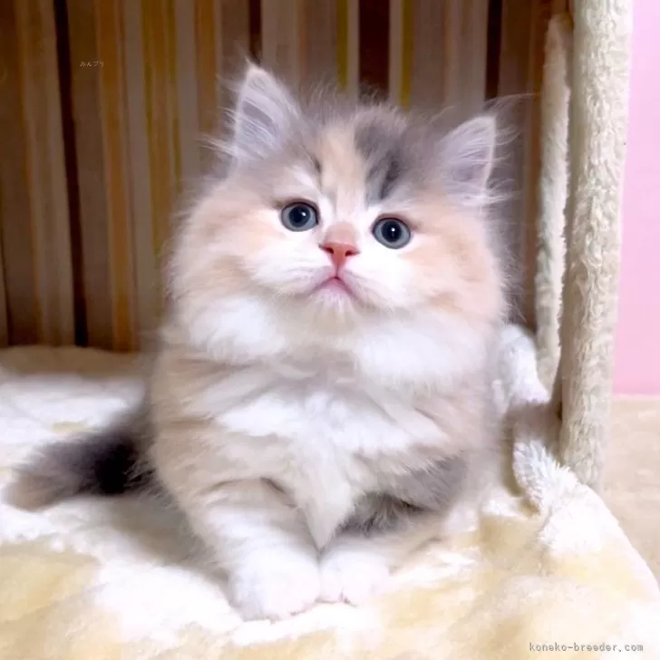 ID：2504-01493の子猫