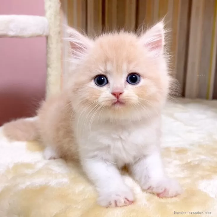 ID：2507-00286の子猫