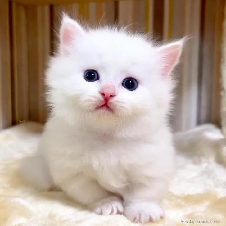 ID：2507-02841の子猫