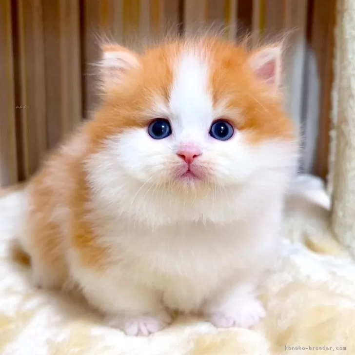 ID：2508-01834の子猫