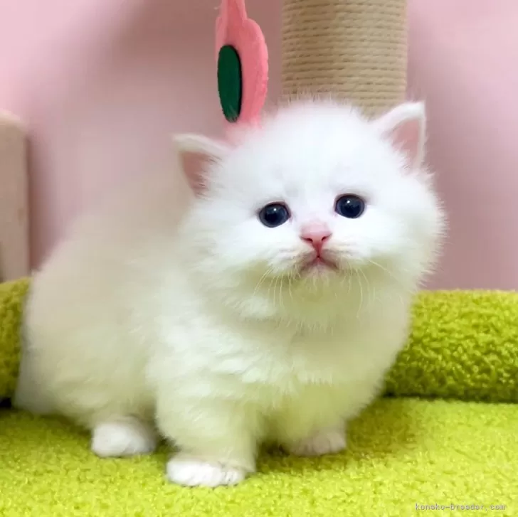ID:2502-02289の子猫