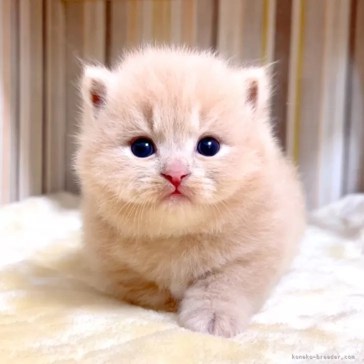 ID：2505-03552の子猫