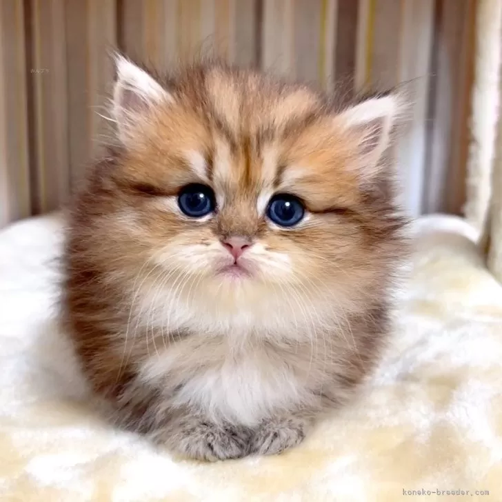 ID：2506-01714の子猫