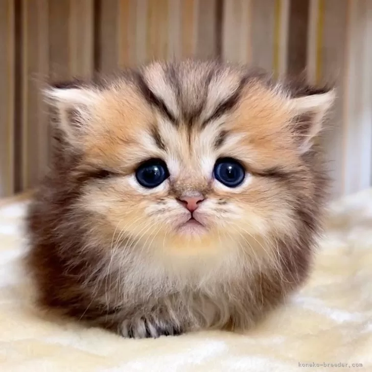 ミヌエット(短足)【千葉県・男の子・2025年11月18日・チンチラゴールデン】の写真1