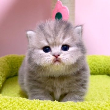 マンチカン(短足)【千葉県・女の子・2025年3月4日・ブルーパッチドタビー（長毛（ロング））】の写真「♥極短足ちゃん♥両親遺伝子検査済み♥」