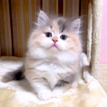 マンチカン(短足)【千葉県・女の子・2025年4月1日・ダイリュートキャリコ（長毛（ロング））】の写真「♥希少カラーの八割れ短足♥両親遺伝子検査済み♥」