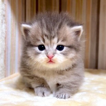 マンチカン(短足)【千葉県・男の子・2026年1月27日・ブルータビー（長毛（ロング））】の写真「♥短足ちゃん♥両親遺伝子検査済み♥」